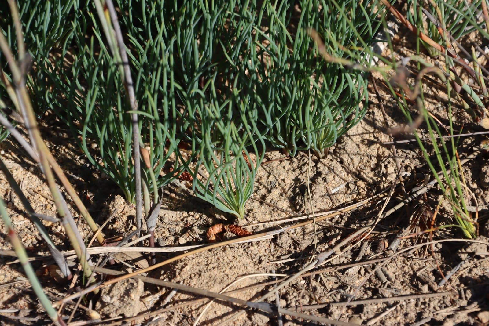 Gethyllis campanulata L.Bolus