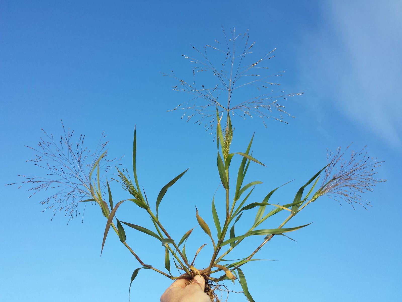 Panicum hillmanii Chase