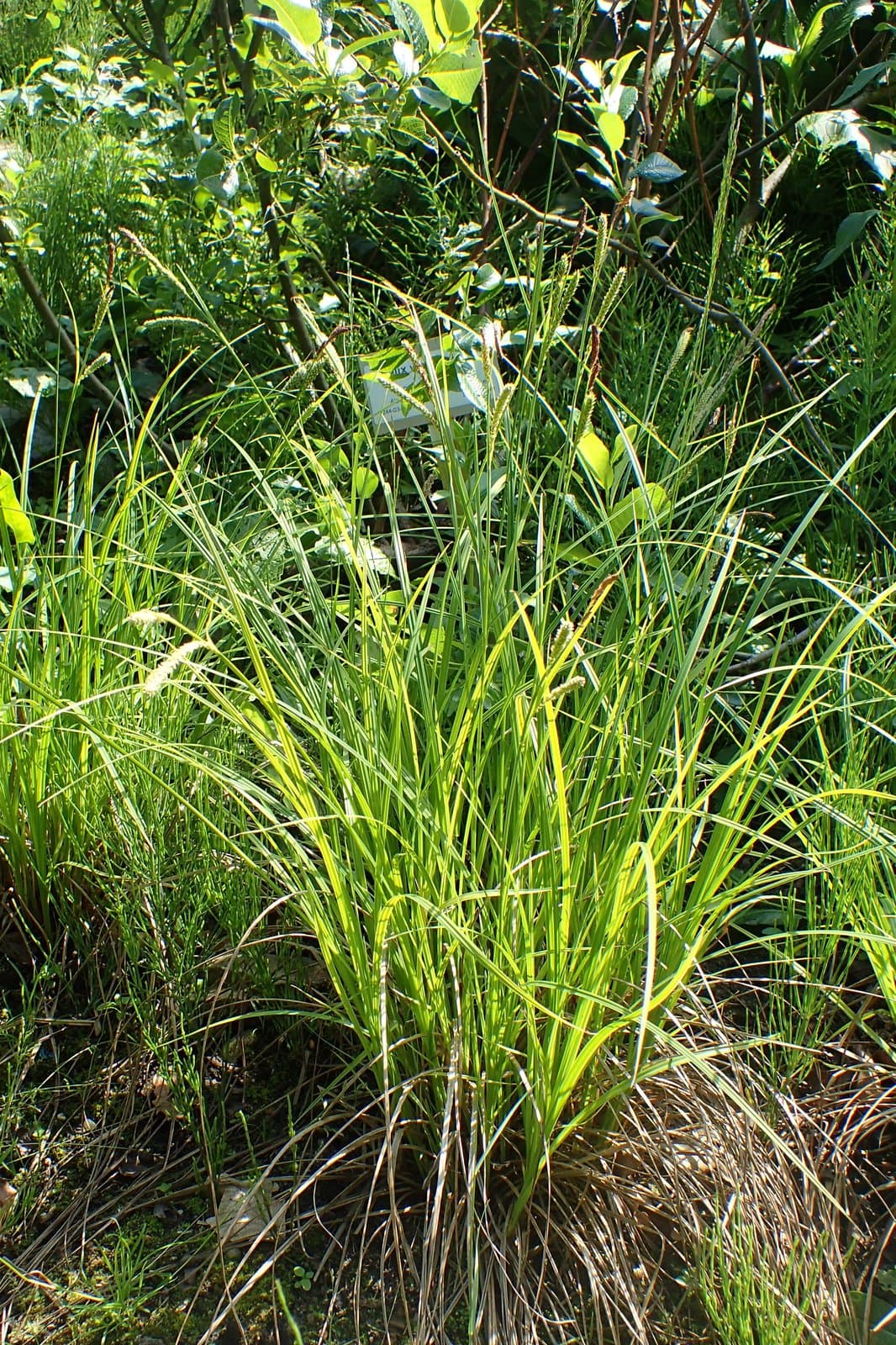 Carex randalpina B.Walln.