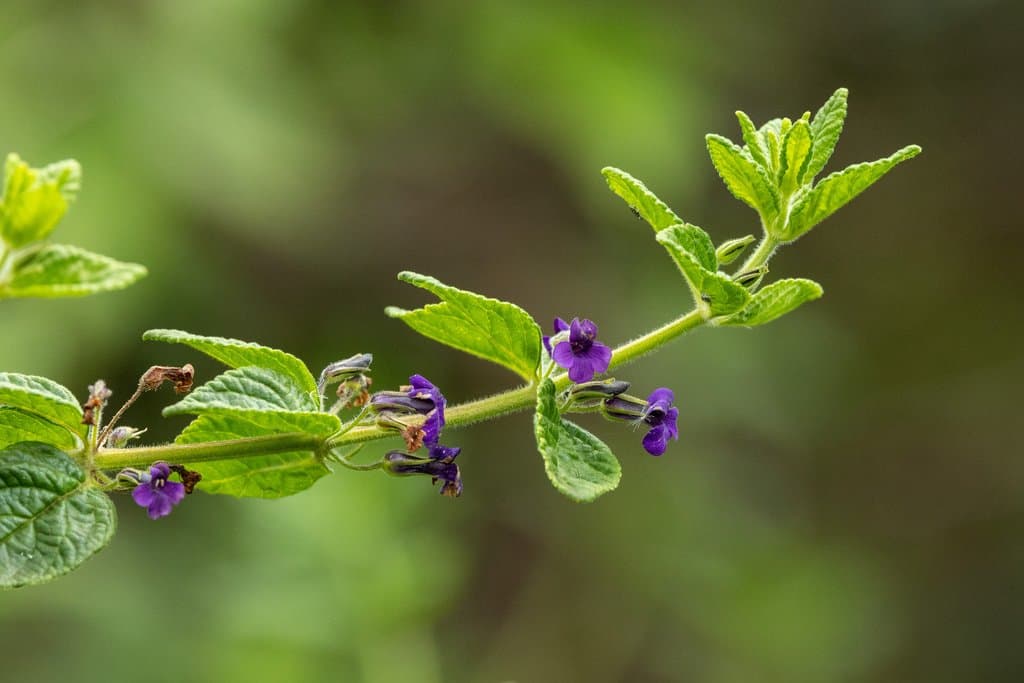 Stemodia suffruticosa Kunth