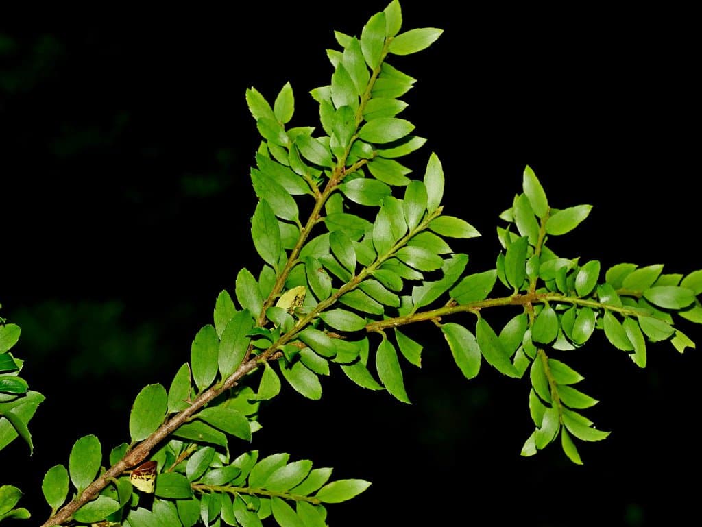Ilex yunnanensis Franch.