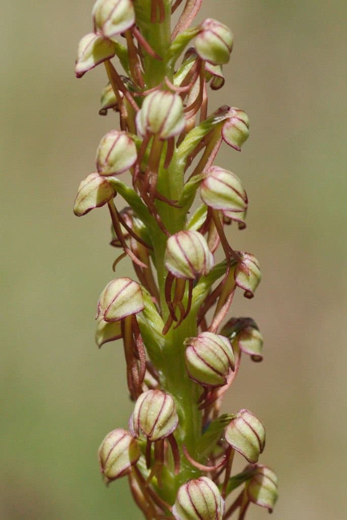 Orchis anthropophora (L.) All.