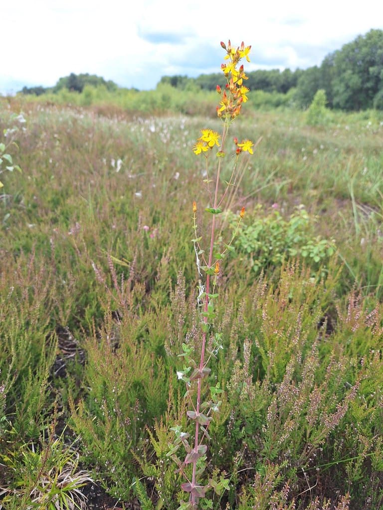 Hypericum pulchrum L.