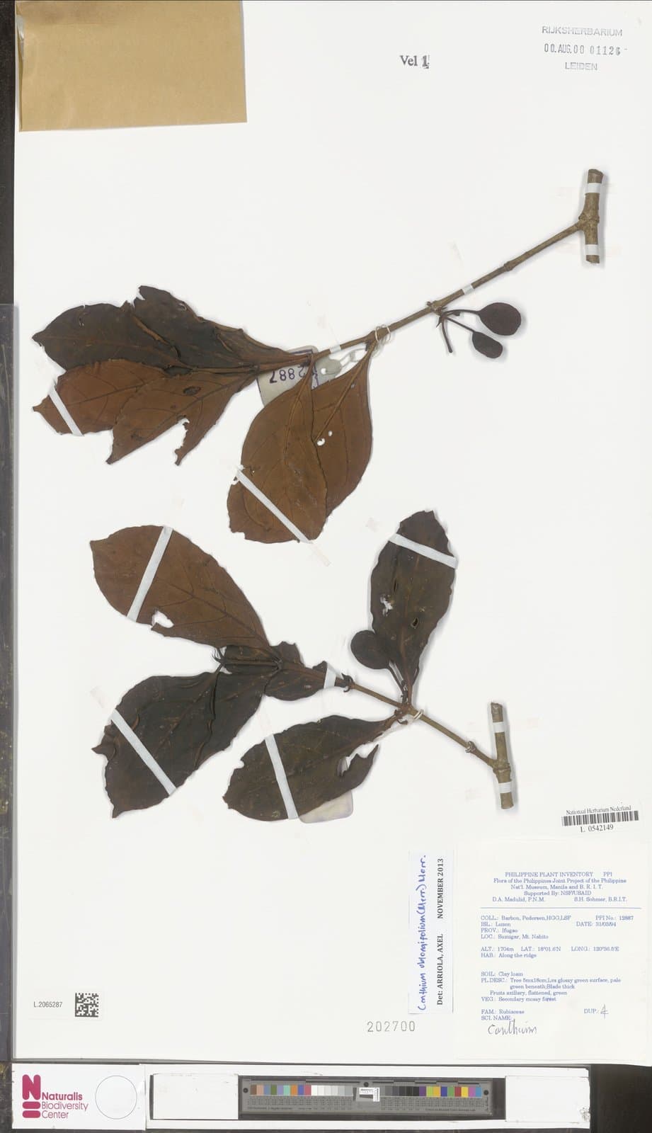 Dibridsonia oblongifolia (Quisumb. & Merr.) K.M.Wong