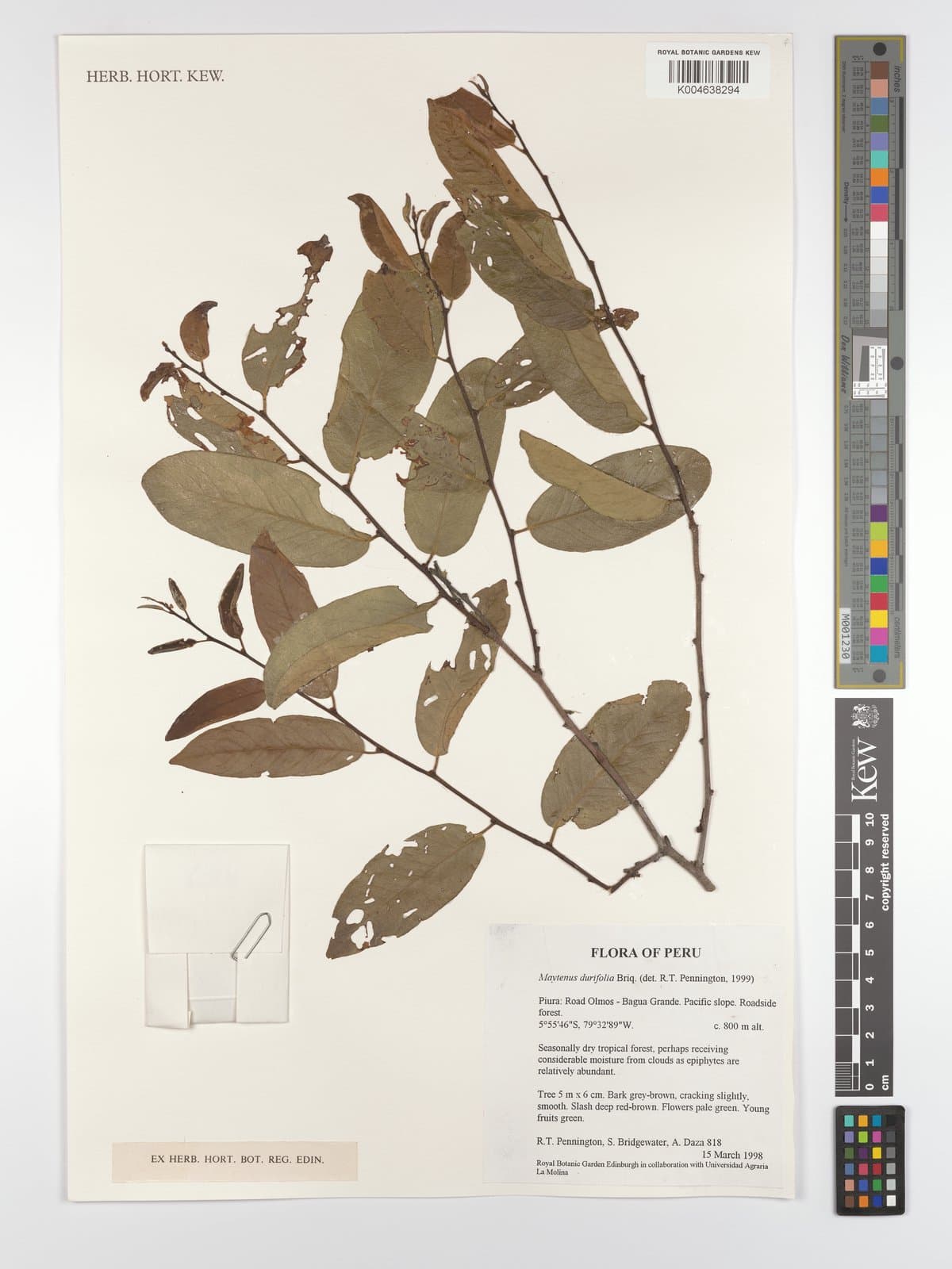 Maytenus durifolia Briq.