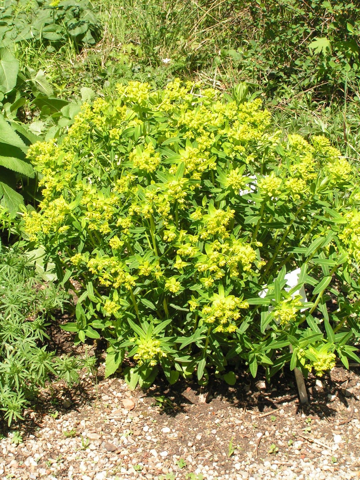 Euphorbia salicifolia Host