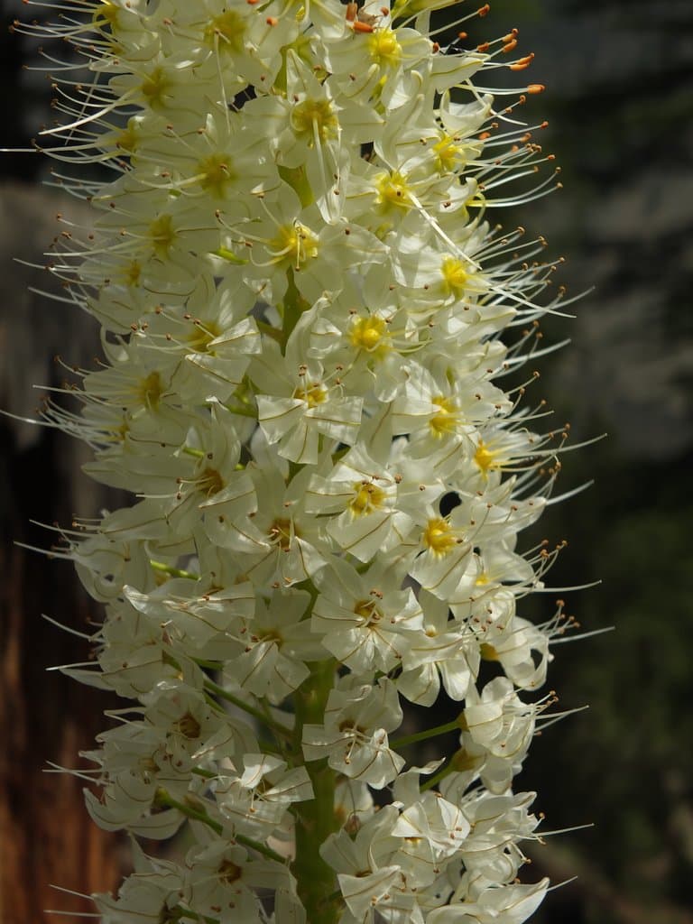 Eremurus himalaicus Baker