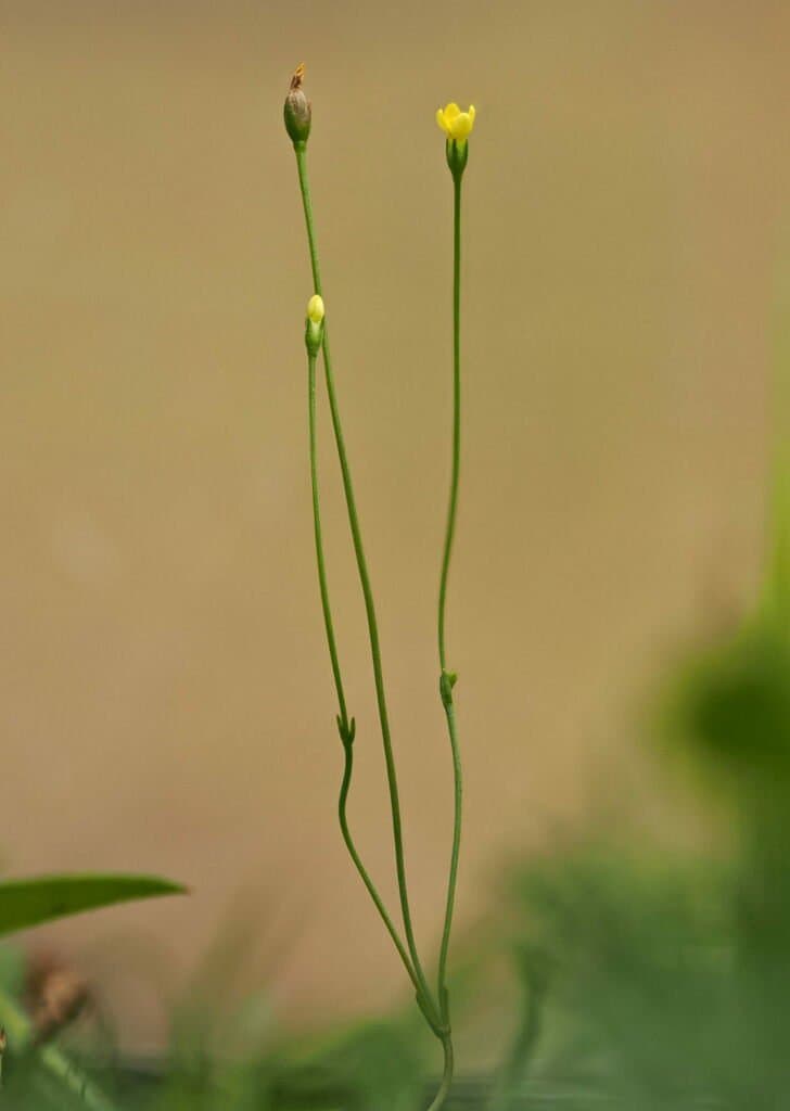 Cicendia filiformis (L.) Delarbre