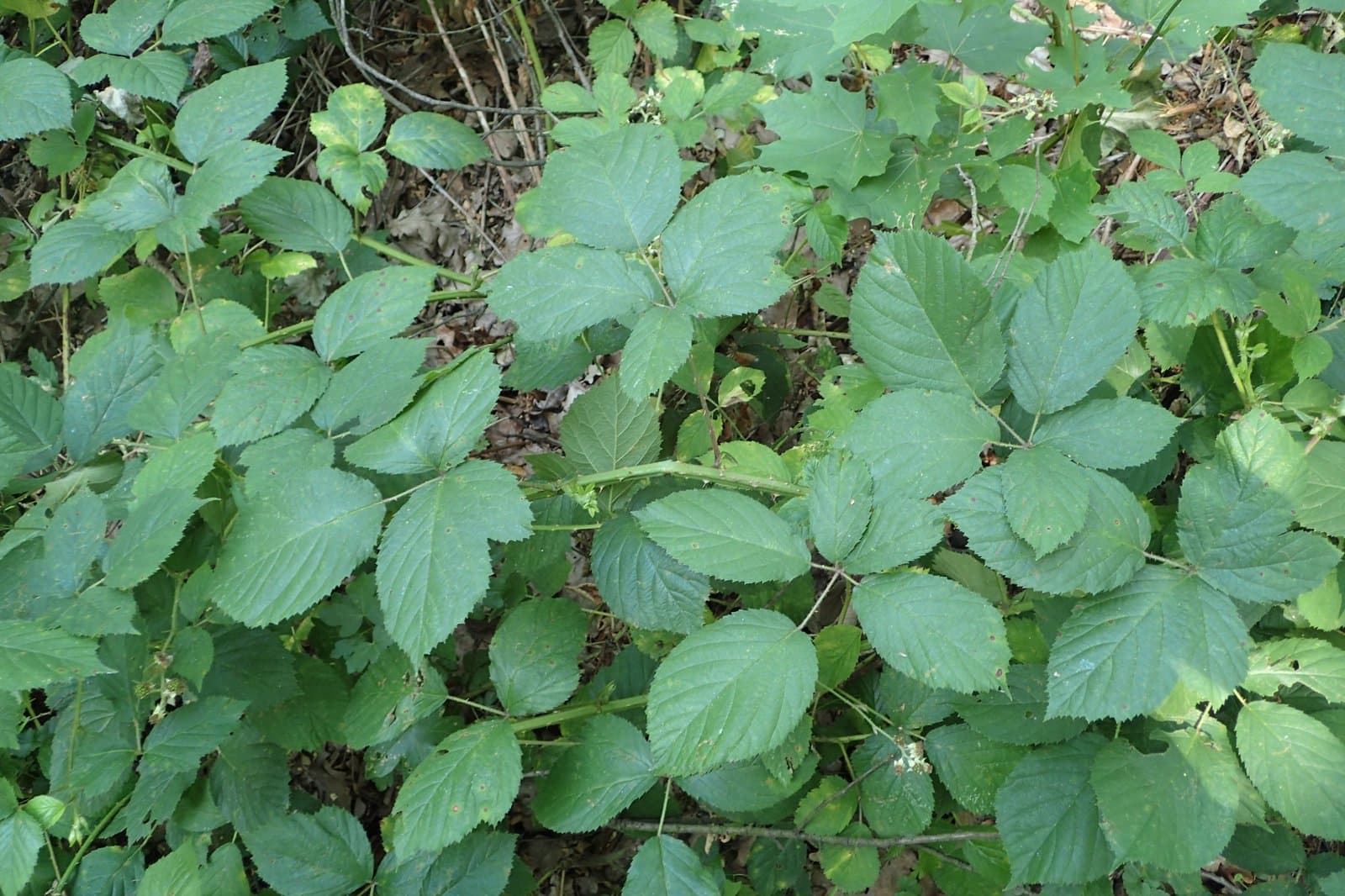 Rubus micans Godr.