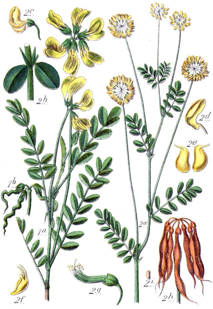 Coronilla coronata L.