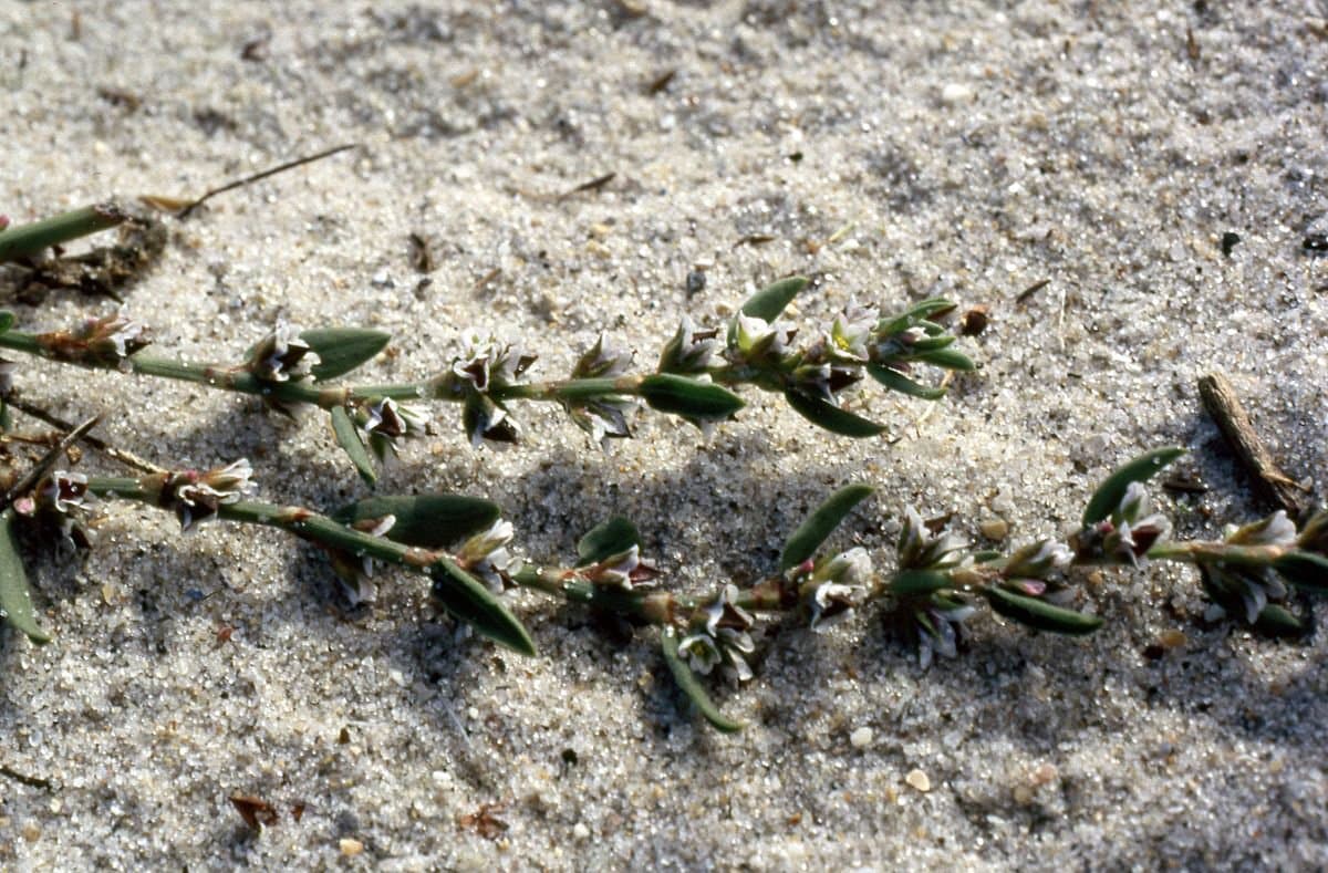 Polygonum raii Bab.