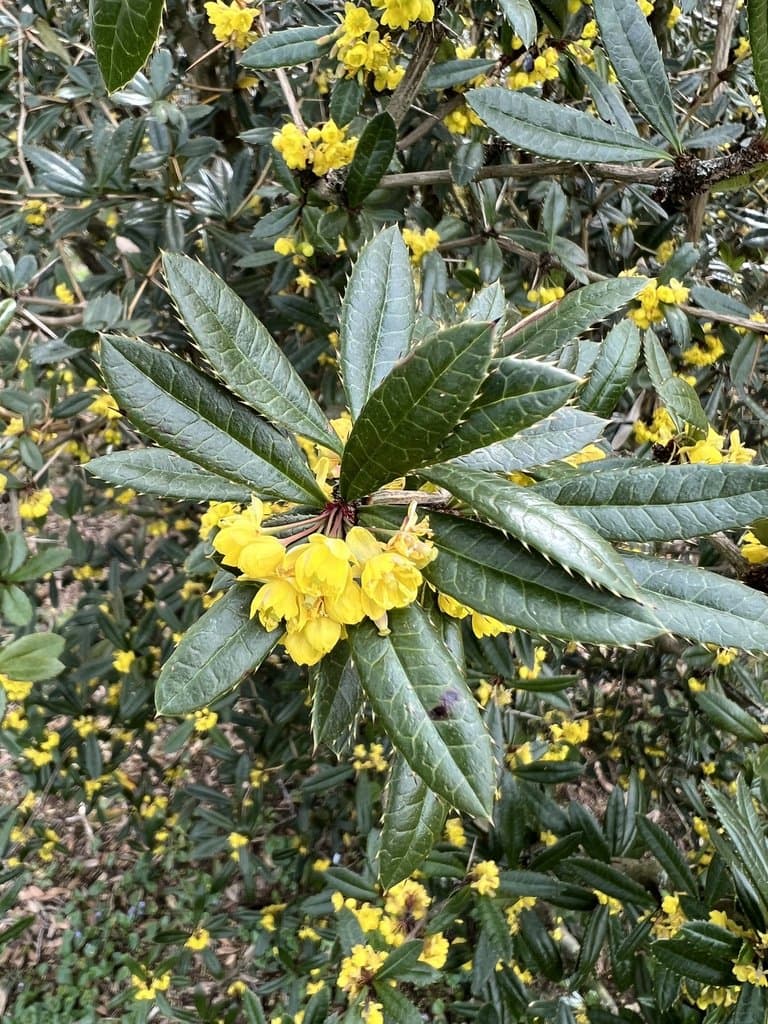 Berberis julianae C.K.Schneid.