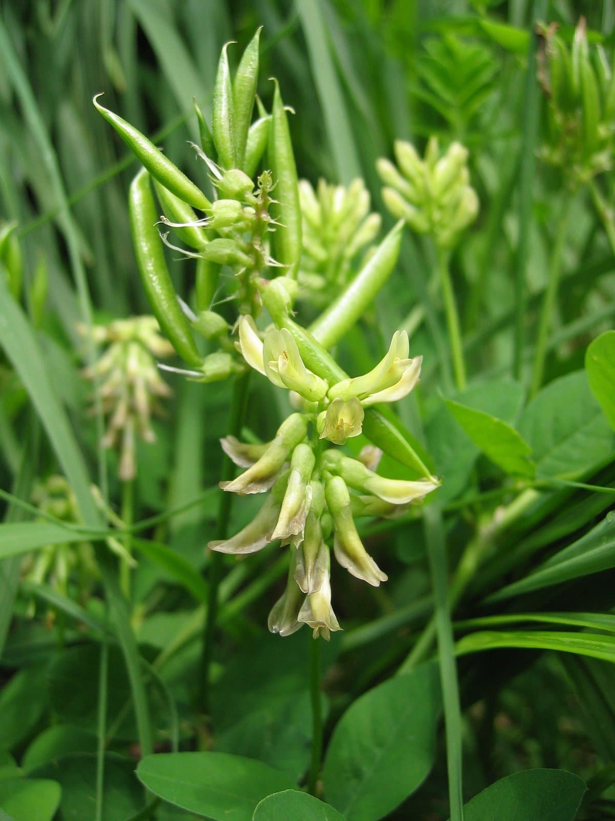 Astragalus glycyphyllos L.