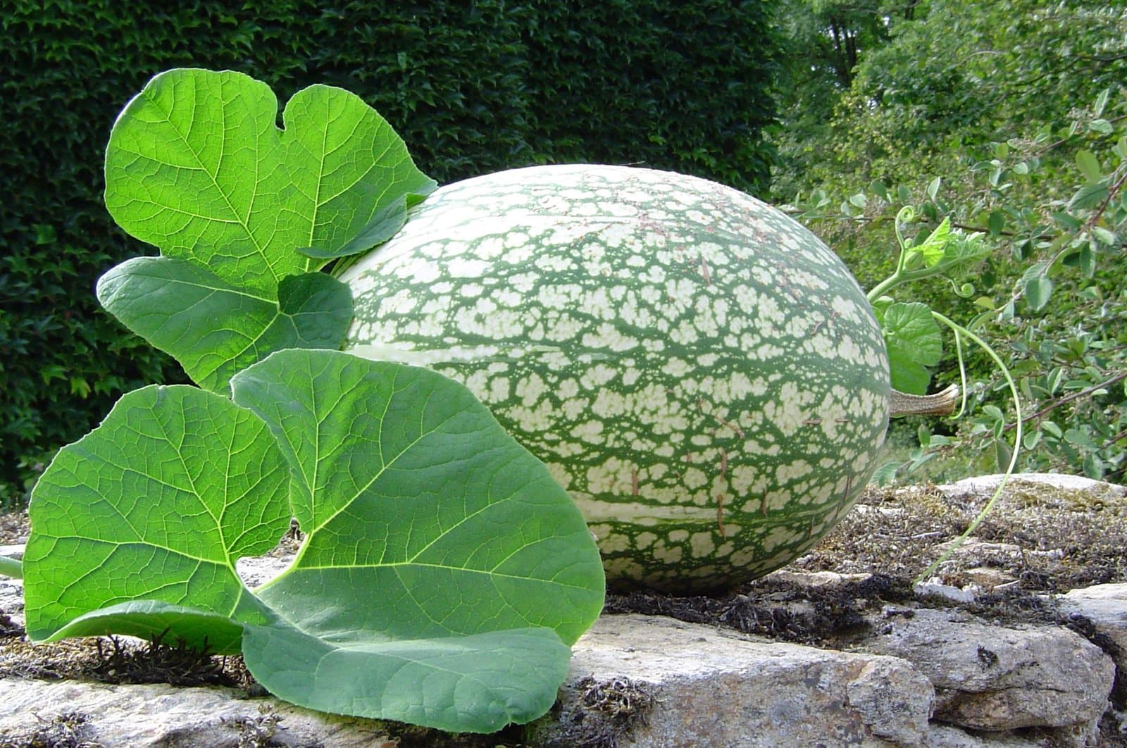 Cucurbita ficifolia Bouché