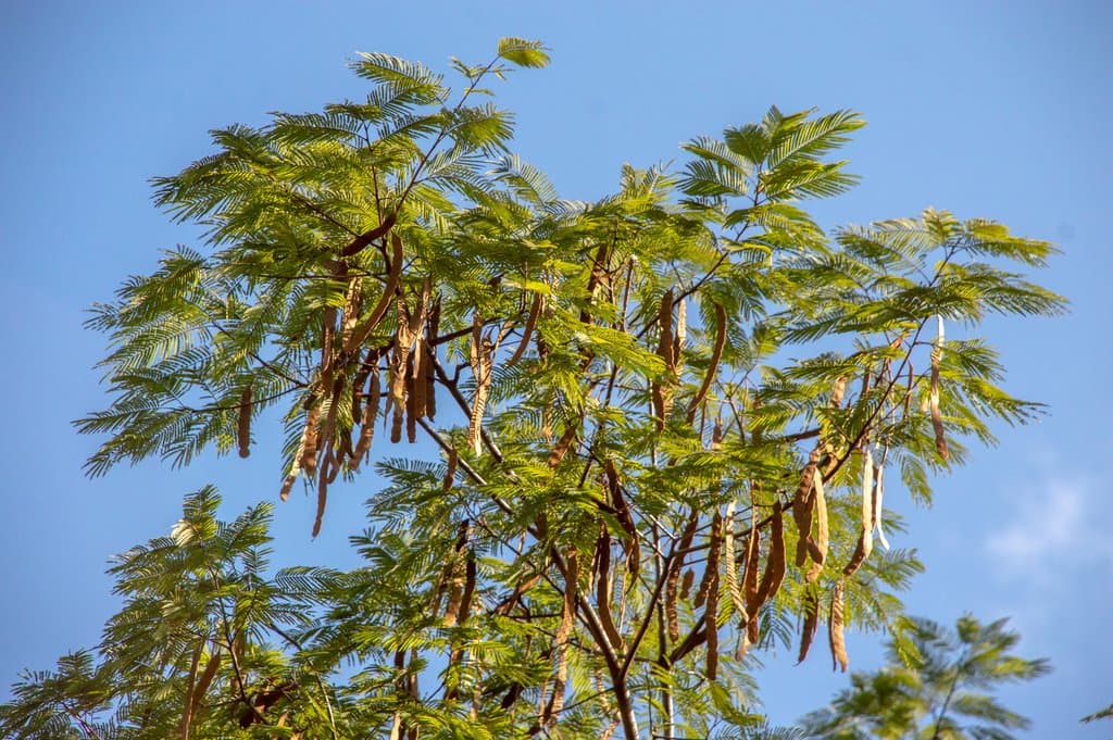 Anadenanthera peregrina (L.) Speg.