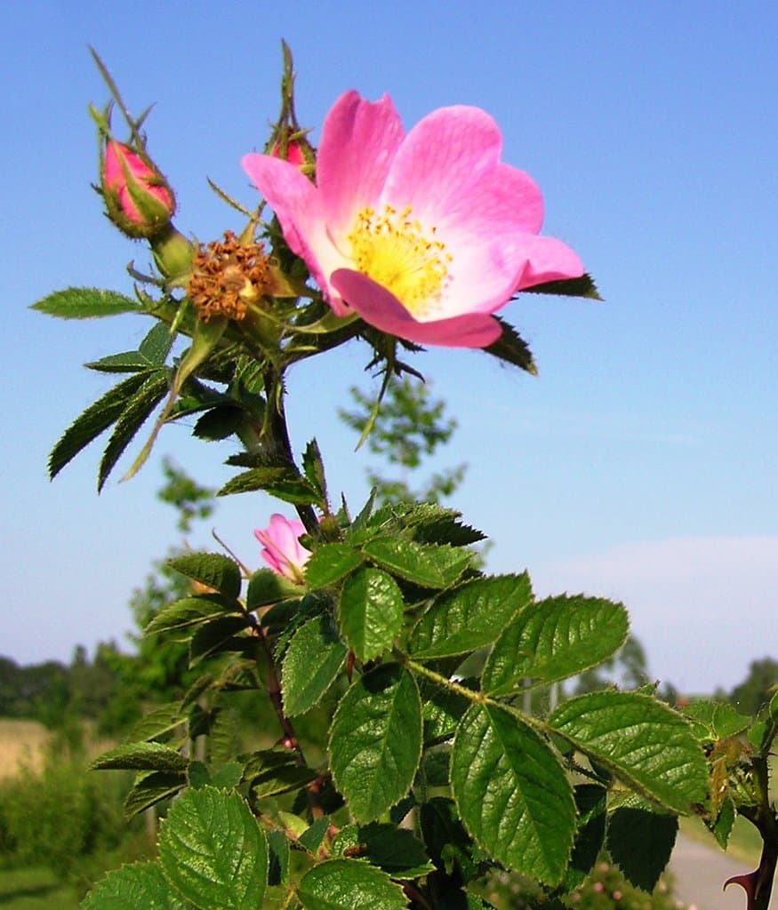 Rosa rubiginosa L.