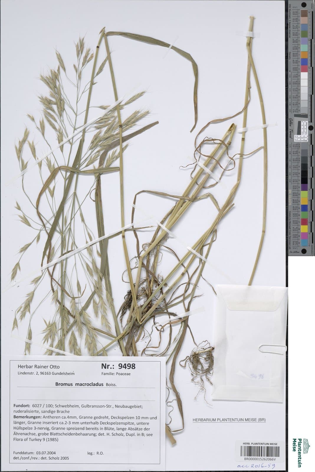 Bromus macrocladus Boiss.