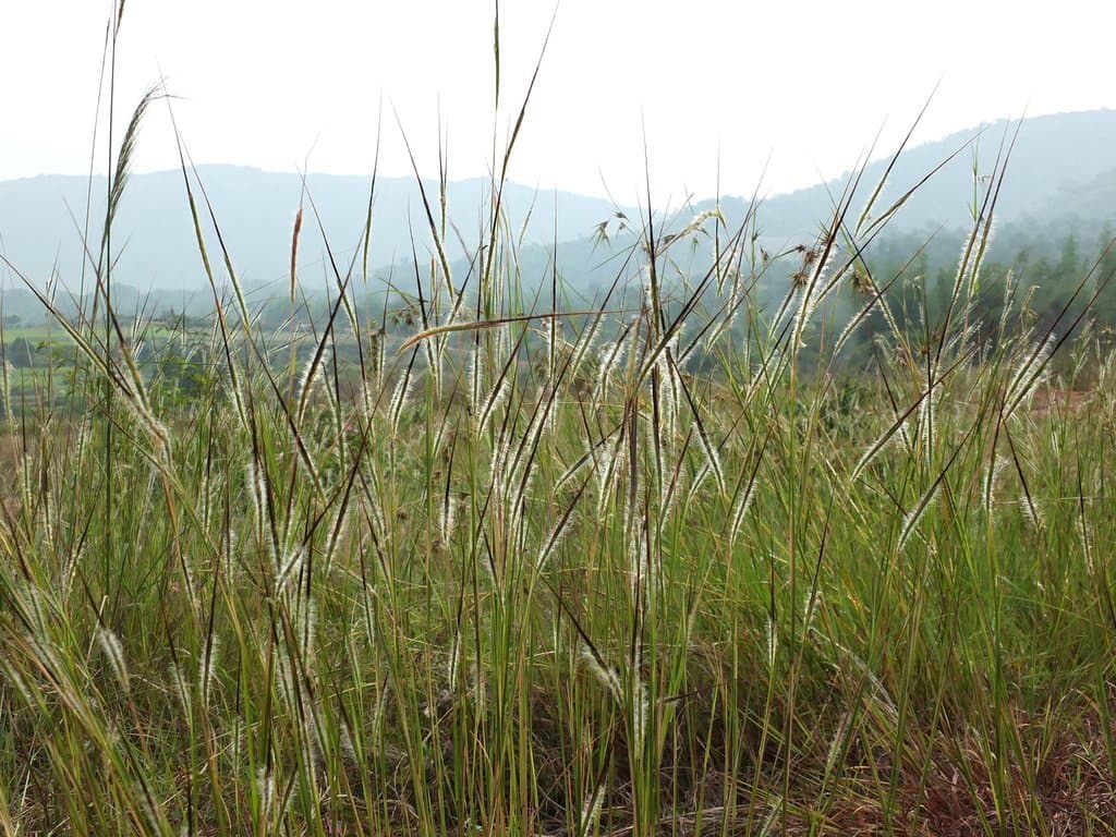 Heteropogon contortus (L.) P.Beauv. ex Roem. & Schult.