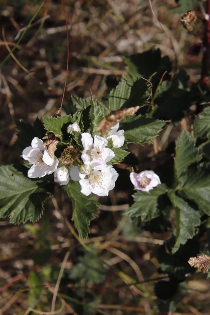 Rubus affinis Weihe