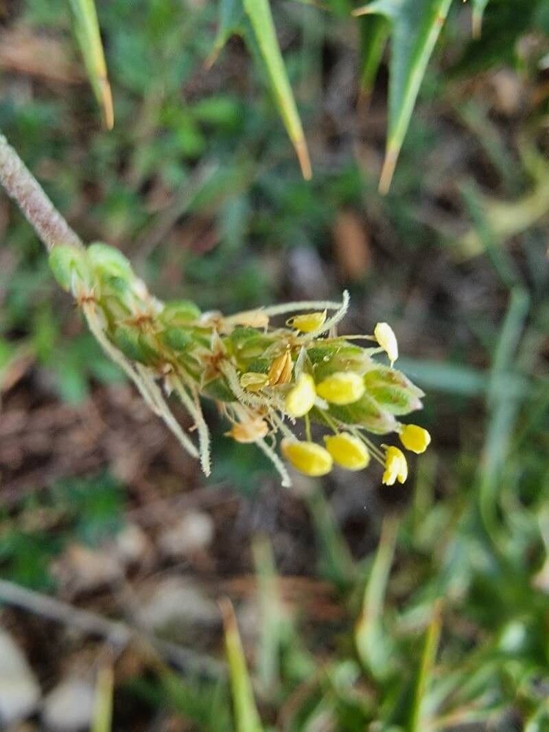 Plantago strictissima L.