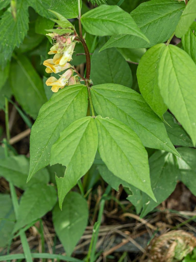 Vicia oroboides Wulfen