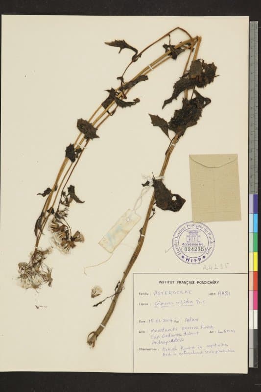 Gynura nitida DC.