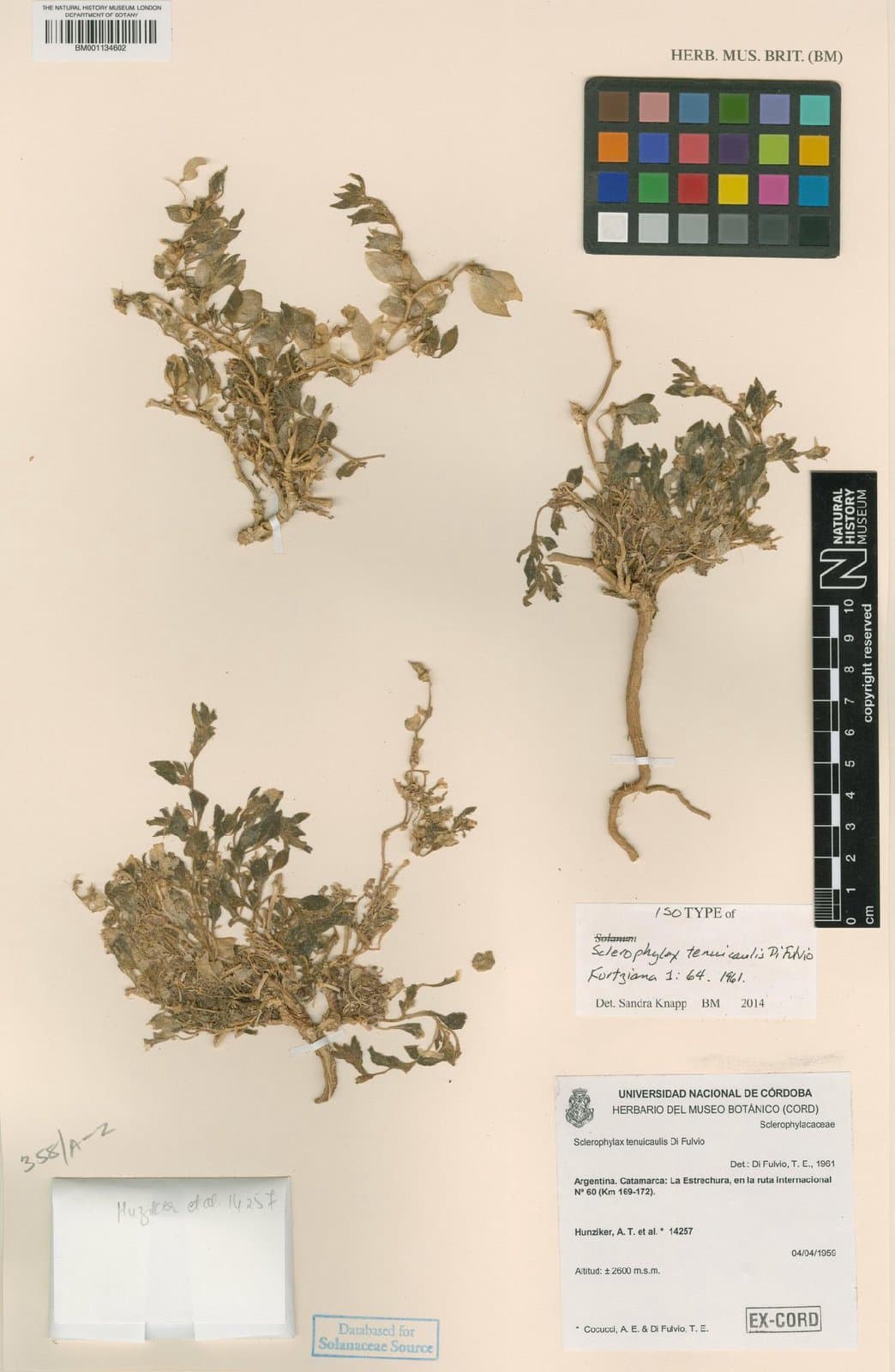 Sclerophylax tenuicaulis Di Fulvio