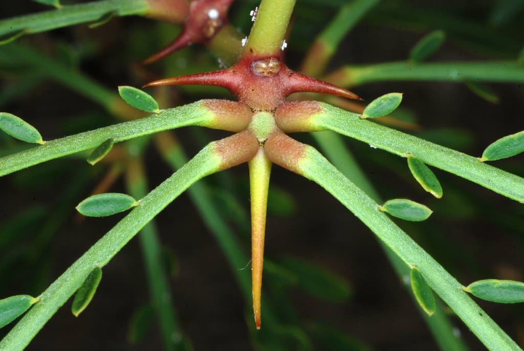 Parkinsonia aculeata L.