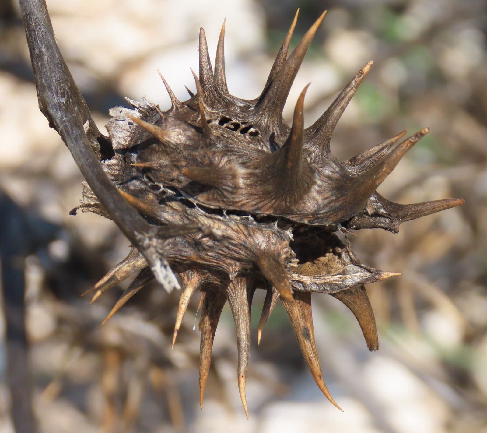 Datura ferox L.