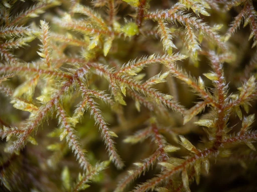 Loeskeobryum brevirostre (Brid.) M.Fleisch.