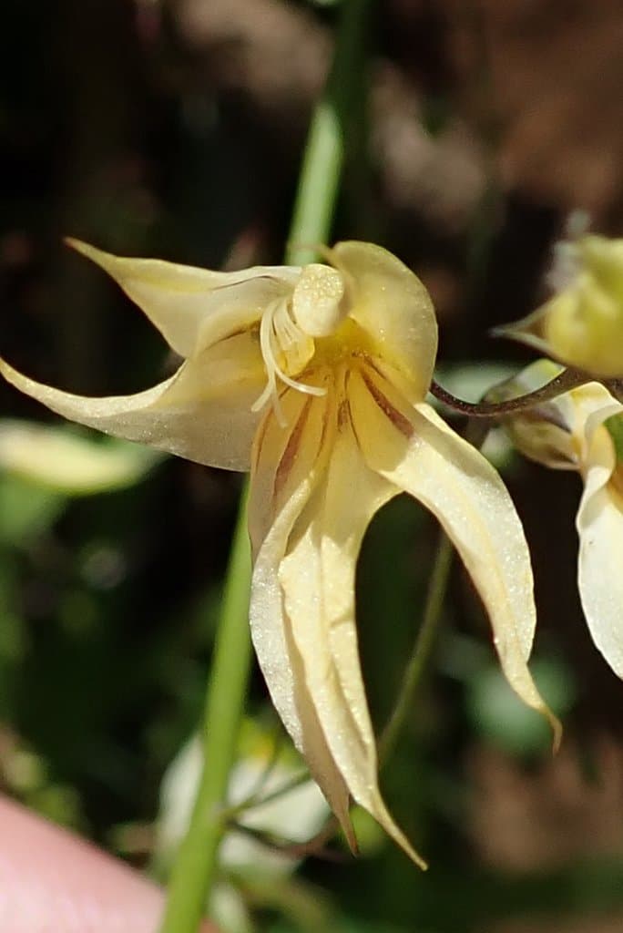 Melasphaerula graminea (L.f.) Ker Gawl.