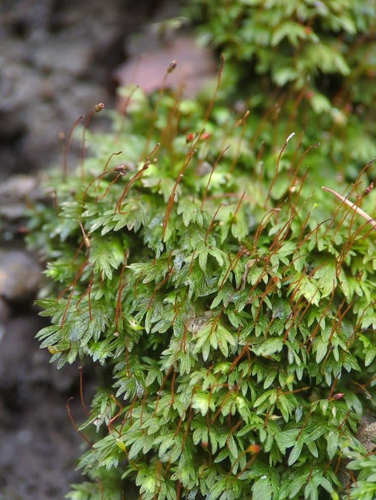Fissidens bryoides Hedw.