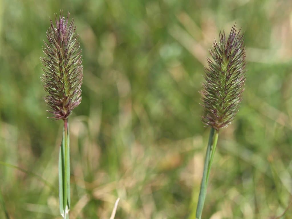 Phleum alpinum L.