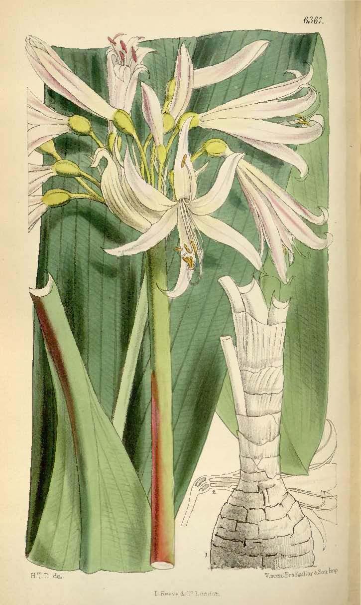 Griffinia ornata T.Moore