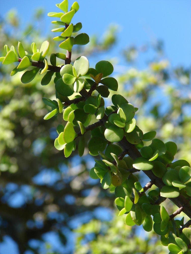 Portulacaria afra Jacq.