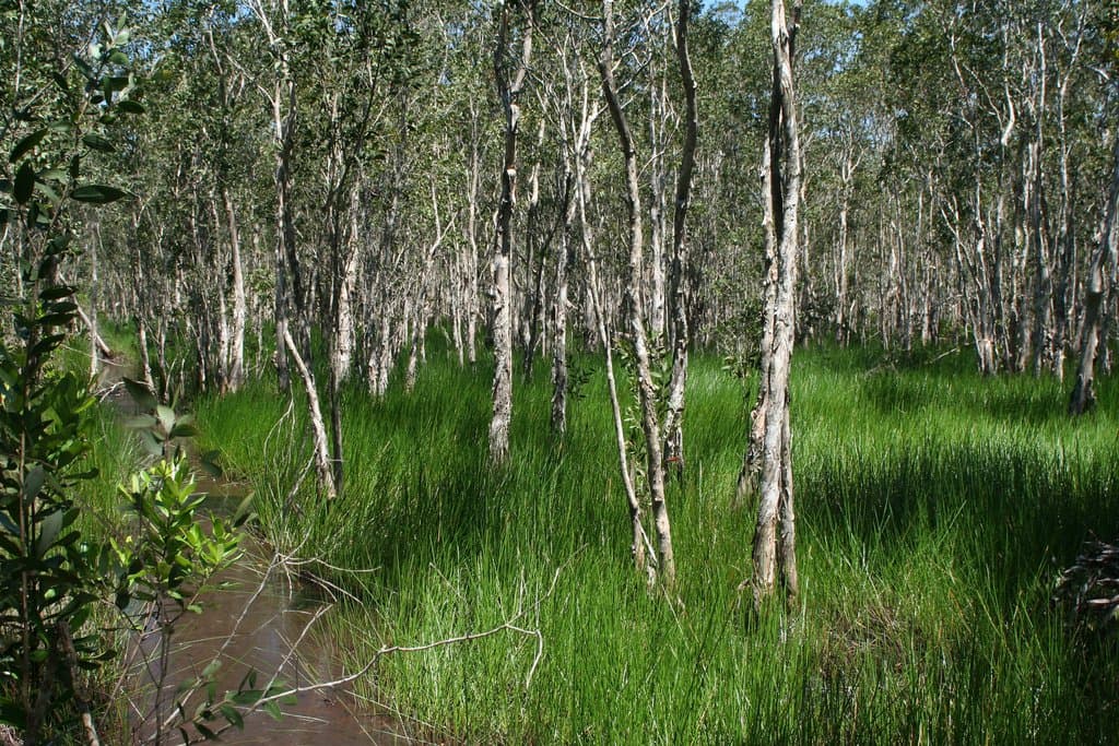 Melaleuca cajuputi Powell