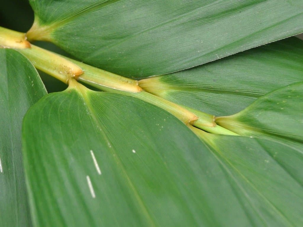 Bambusa vulgaris Schrad. ex J.C.Wendl.