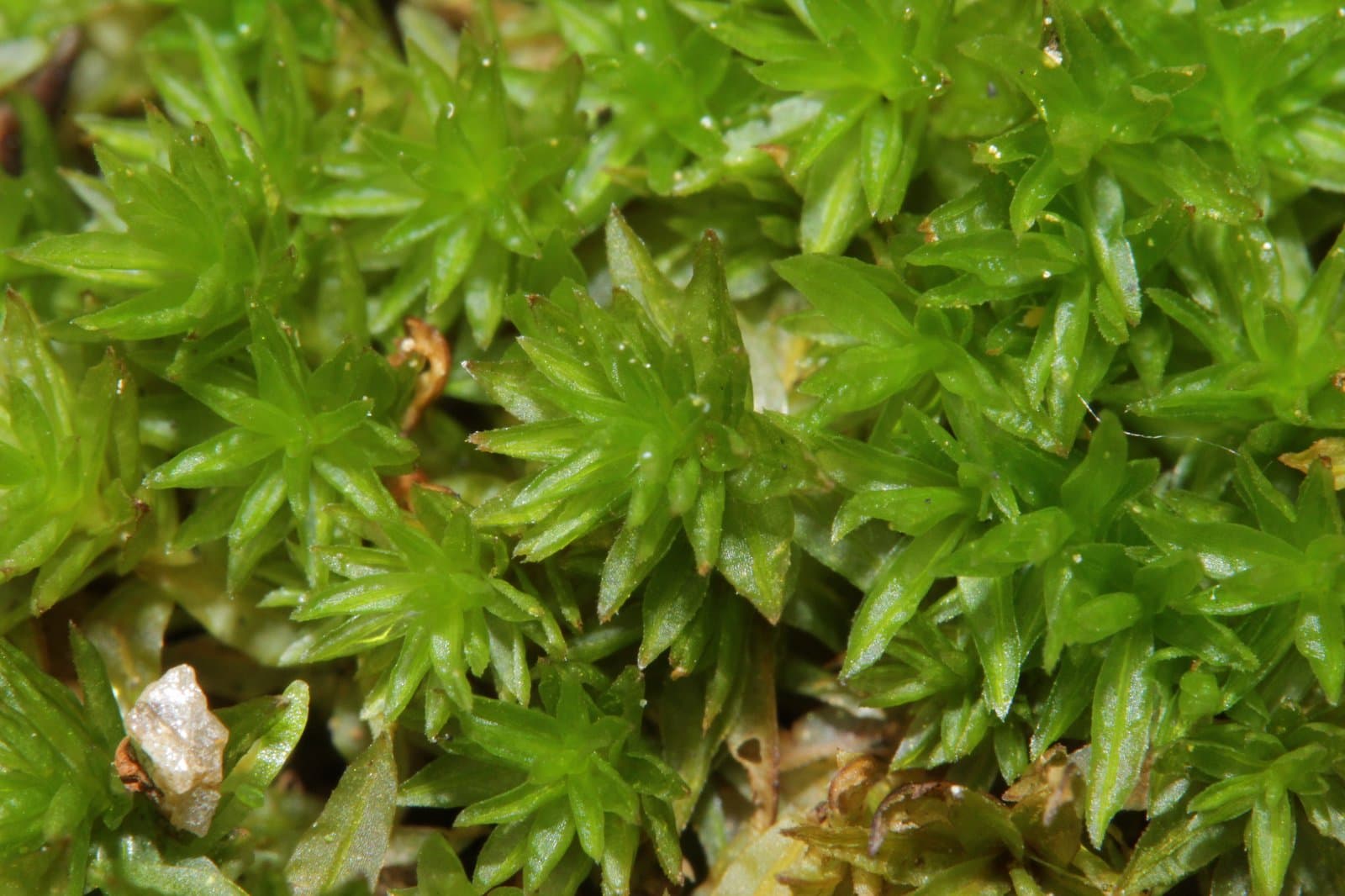 Atrichum tenellum (Röhl.) Bruch & Schimp.