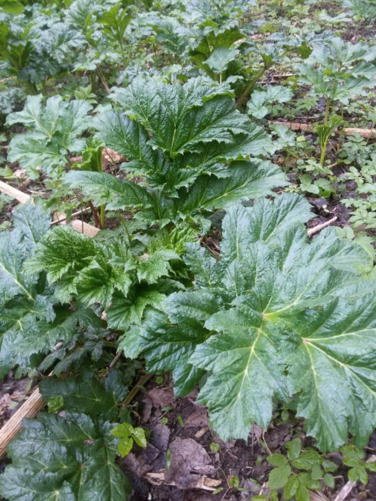 Heracleum sosnowskyi Manden.