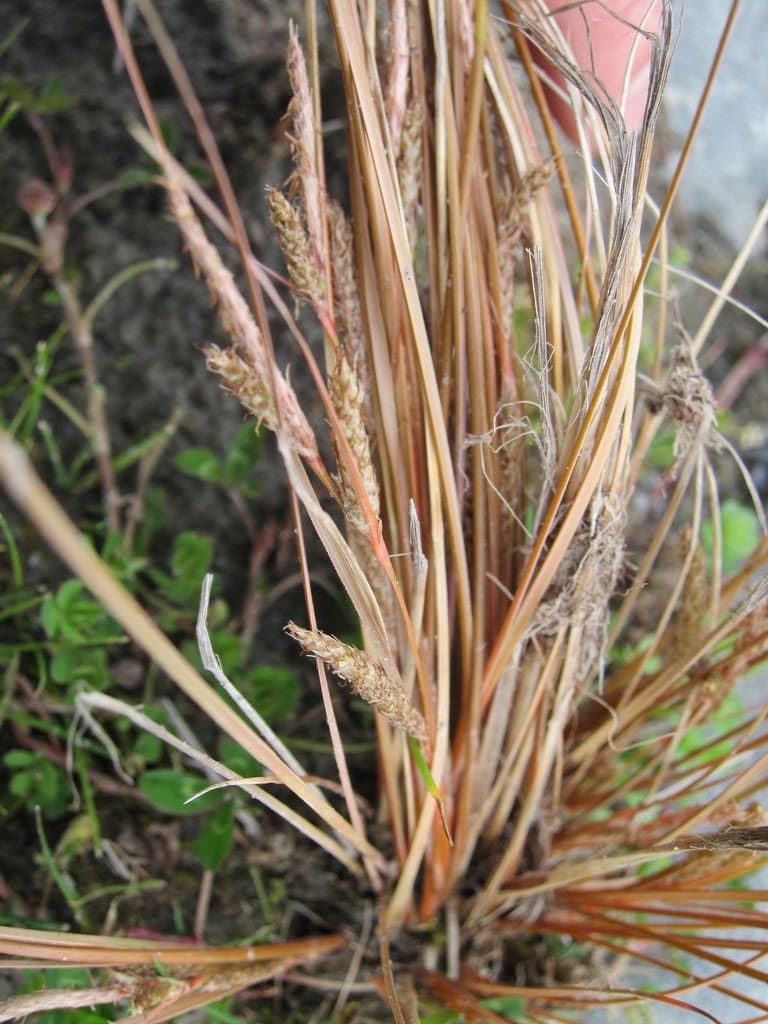Carex buchananii Berggr.