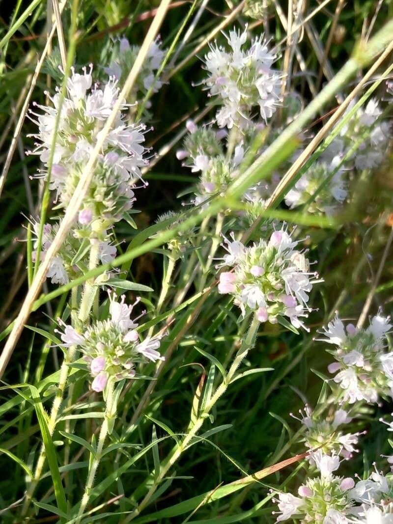 Thymus atticus Čelak.