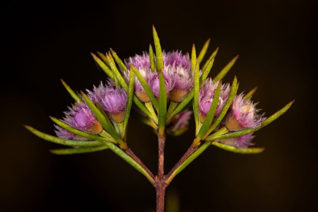 Verticordia harveyi Benth.