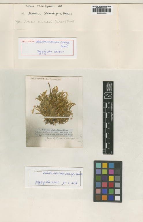 Entodon schleicheri (Schimp.) Demet.