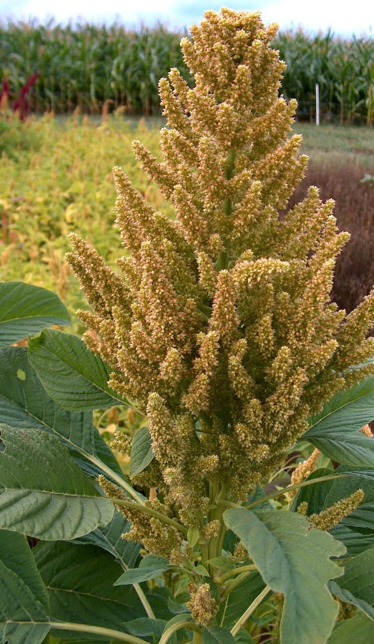 Amaranthus hybridus L.