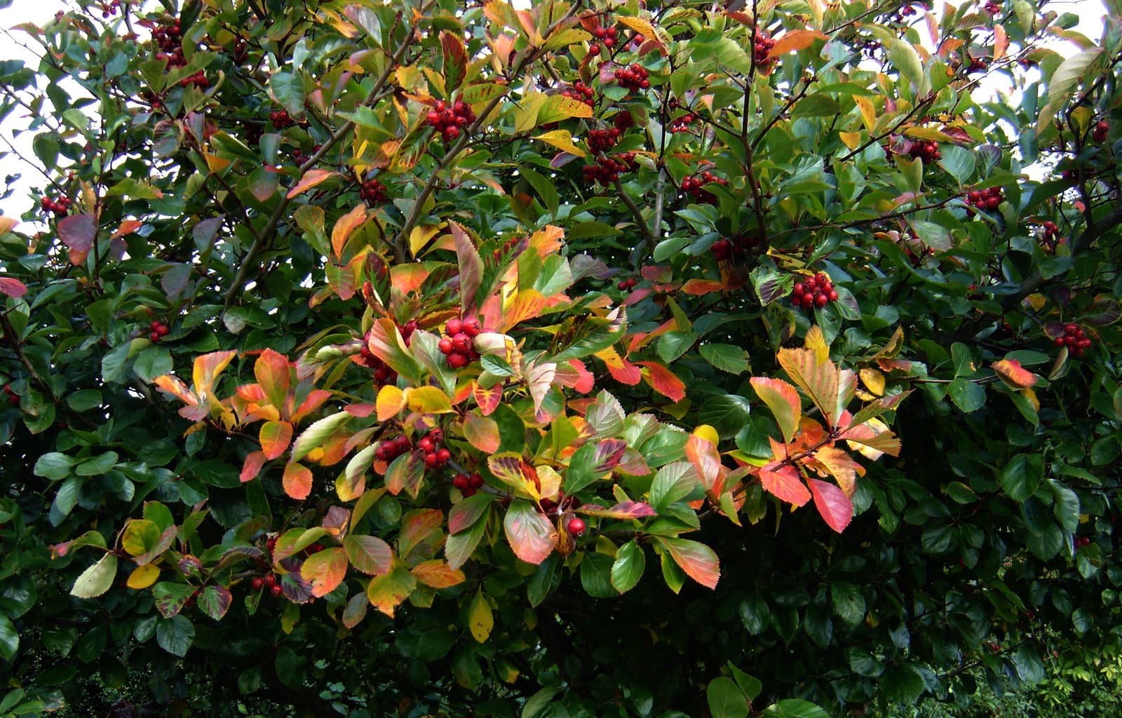 Crataegus persimilis Sarg.
