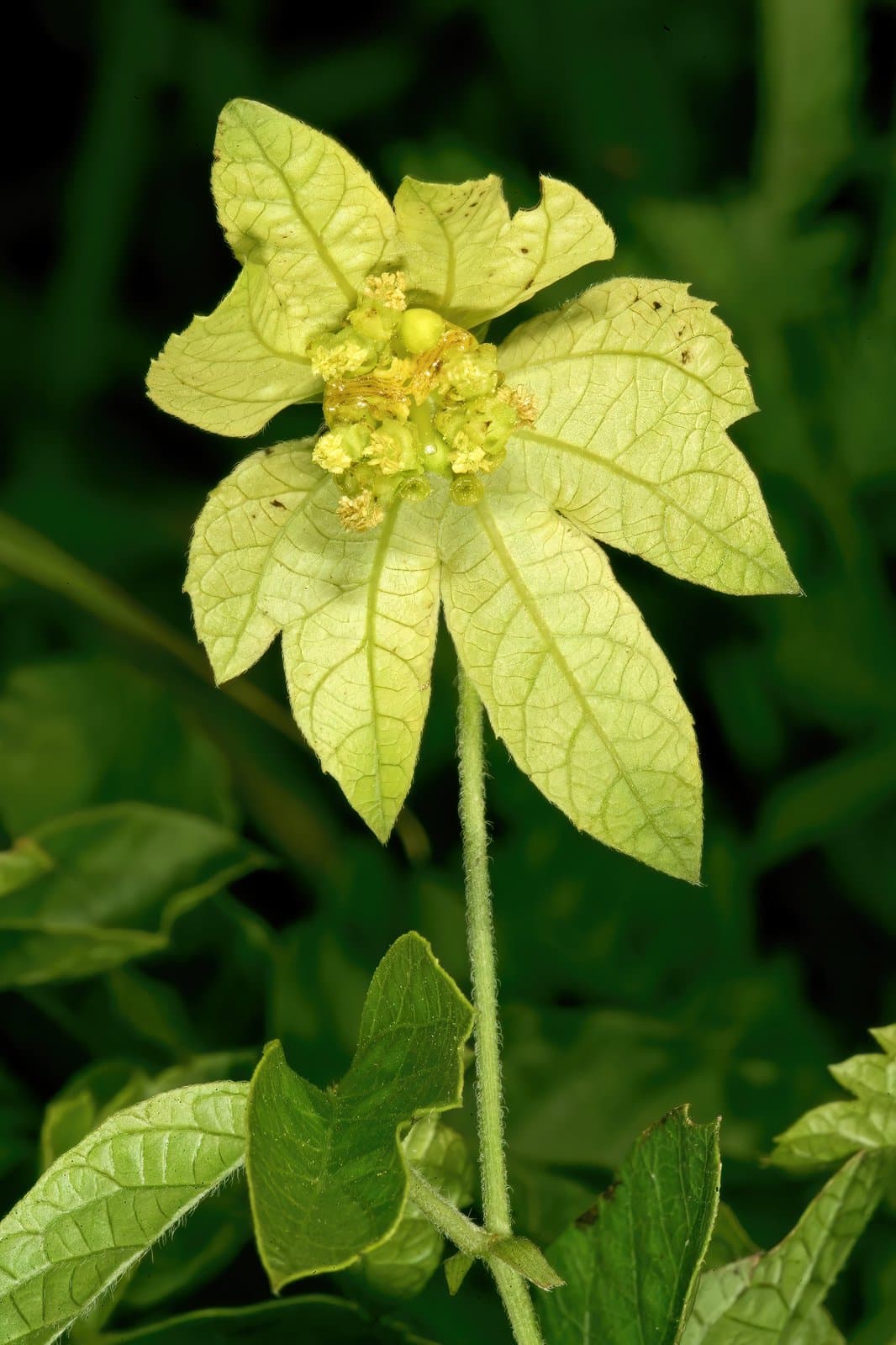 Dalechampia galpinii Pax