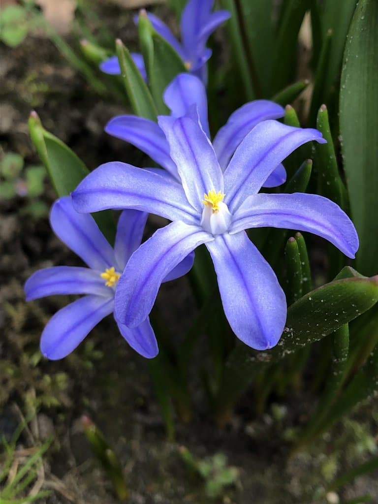 Scilla luciliae (Boiss.) Speta