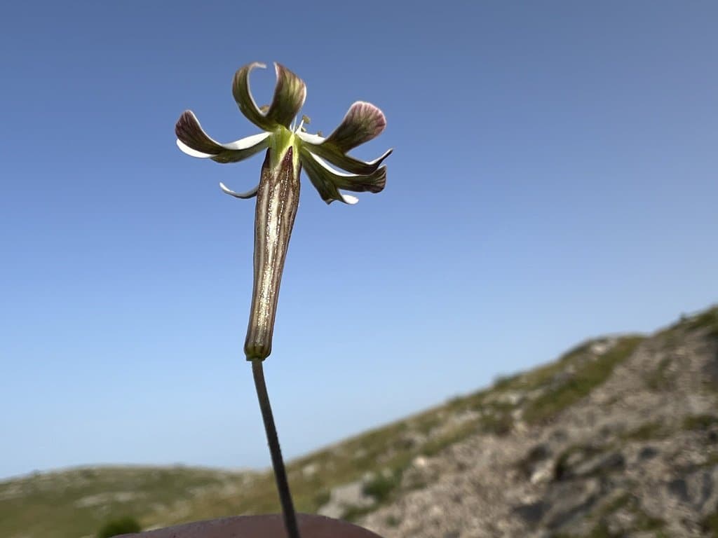Silene saxifraga L.