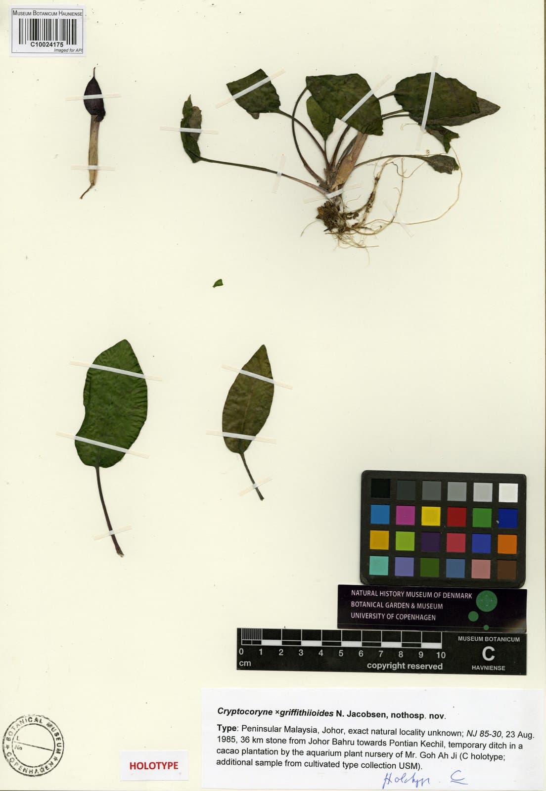 Cryptocoryne ×griffithiioides N.Jacobsen