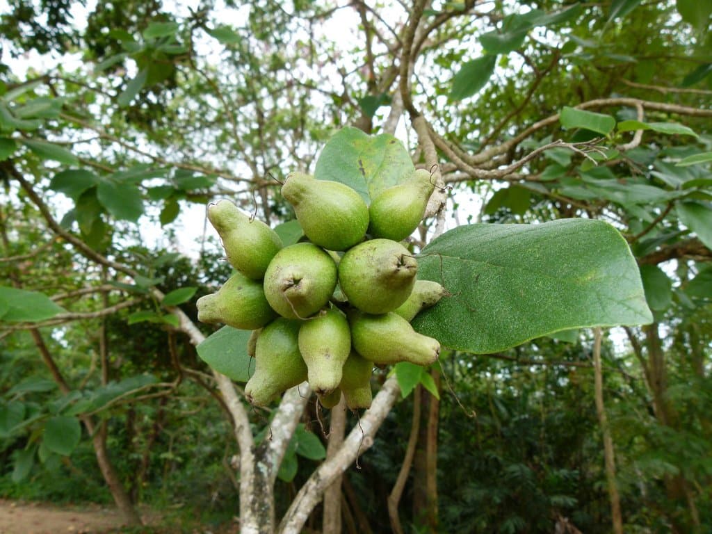 Cordia sebestena L.